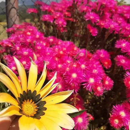 Su Frascu Segau Bed & Breakfast 3*